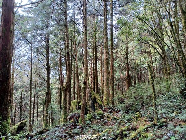 【宜蘭。大同】  三個女生的森林漫遊。  小百岳集起來。 編號85小百岳~三星山登山步道1664979
