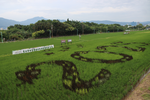 2025-05-12 關渡稻田巡禮─捷運唭哩岸站→朝籟橋→中八仙碼頭→河畔映月咖啡廳→基隆河堤→彩繪稻田→八仙抽水站→關渡稻田→農禪寺入口→捷運奇岩站