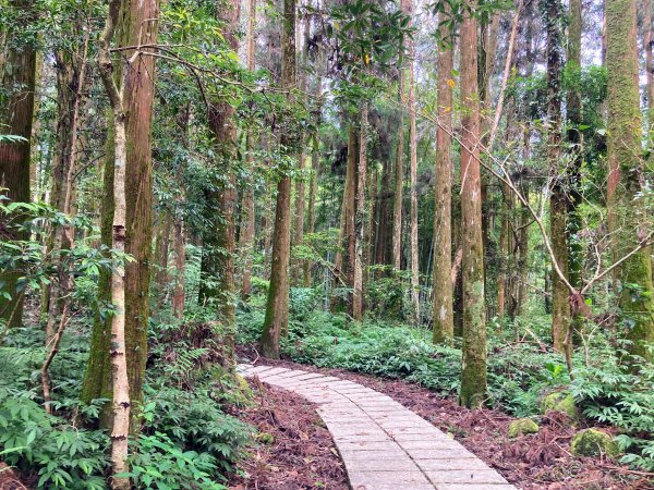 阿里山頂湖步道2625735