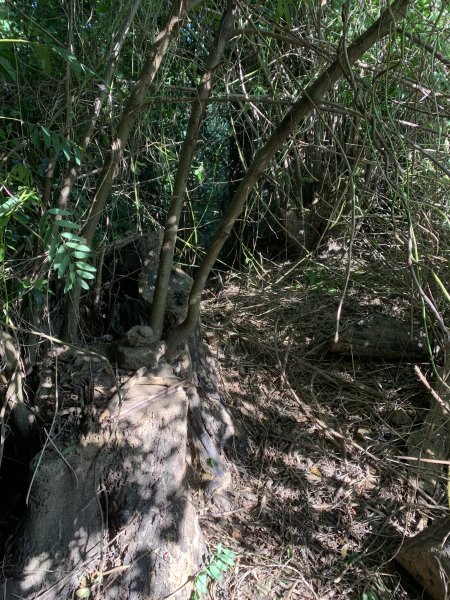 20251122高雄河埧寮2945294