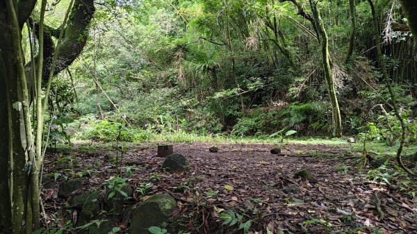 楊廷理古道2814596