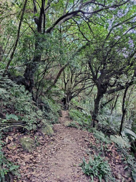 馬胎古道、馬胎二期古道、南坪古道2986022