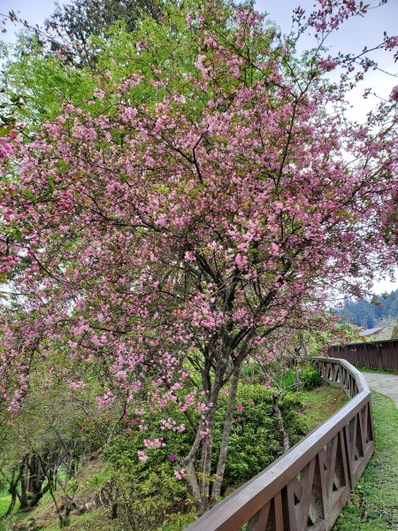 阿里山大塔山899522