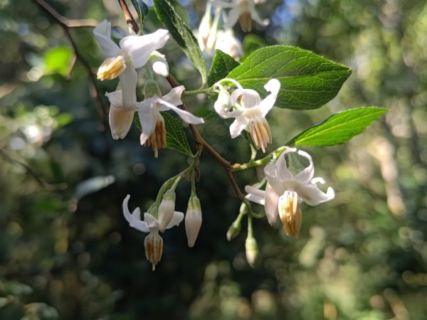 盆貿里山三盆連走2749545