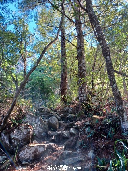 台中和平/2022谷關七雄慢旅台中登山活動認證。 針葉林道踩踏像地毯~馬崙山步道【谷關七雄】我完登了1939926