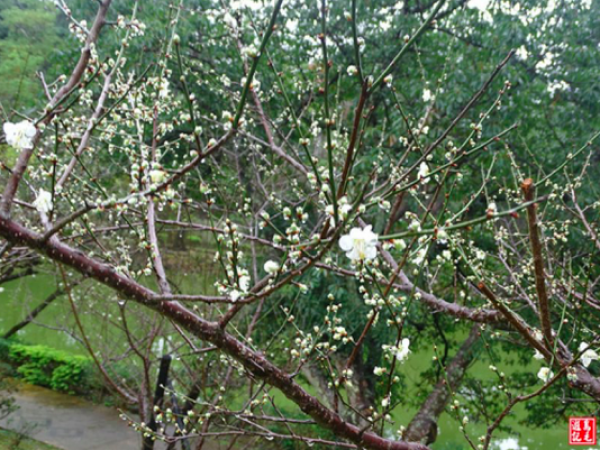 【桃園】角板山雨中梅花