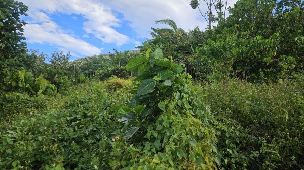 20250924法雨寺步道-鳳梨宅-第八公墓-詹氏宗祠-泉源國小宿舍-東昇路菜園-緣園農場2894211