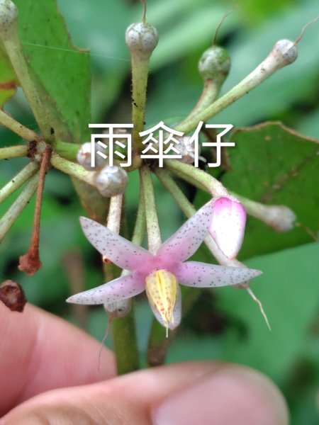 烏山、刣牛湖山、竹子尖山2891958