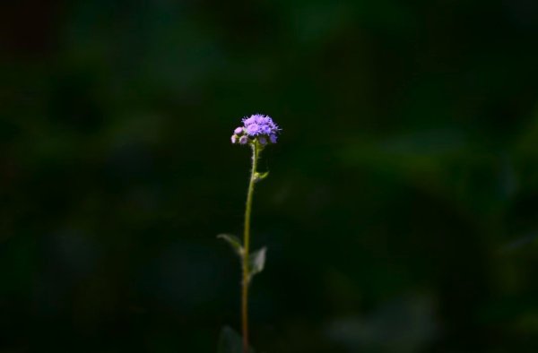 2025_0628 溪瀧步道2824979