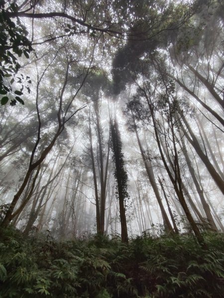 九讚頭車站-大崎棟.茶亭.逃學.騎龍古道20幾K繞大O2972517