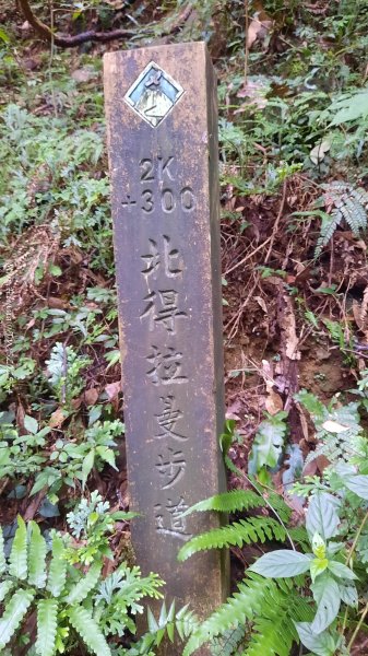 《新竹》斷崖神木｜北得拉曼步道小P繞202510172917568