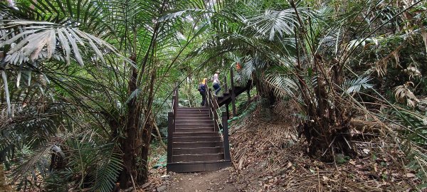 2026/01/01_雪山坑環線步道O型2978087