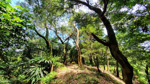 紫微聖母環山步道，土城桐花公園，五尖山，原住民族生態公園，大平紅橋，三坑自然生態公園1746433