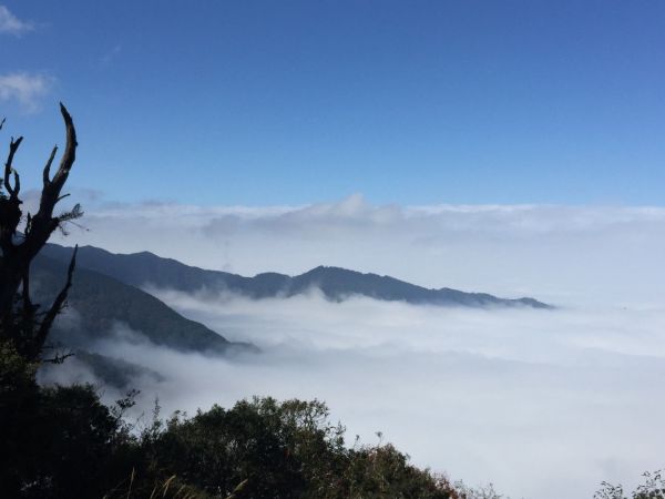 觀霧～雲霧步道235220