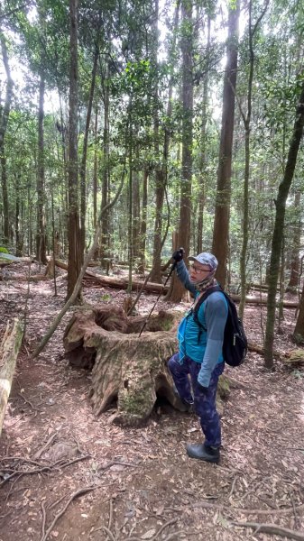 尖石🌳羅山林道野營-油羅山-竹苗小百岳3133068