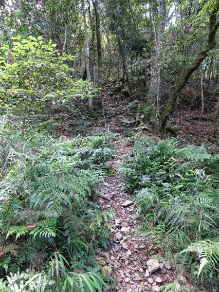 台灣小百岳第71座高雄茂林-鳴海山1029314