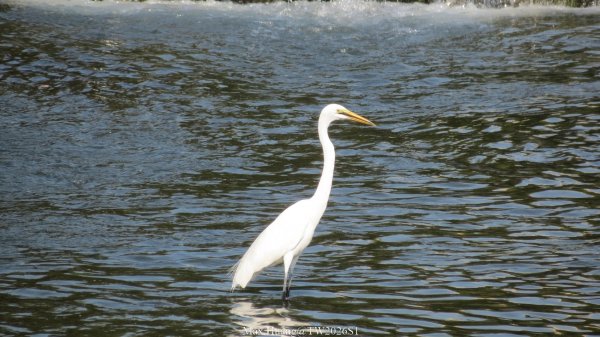 《台中》粉紅浪漫｜潮洋環保公園河岸步道202602-033022460