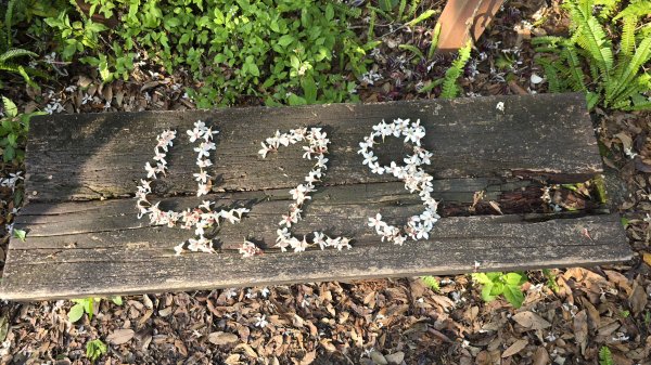神級景點抺茶山，爬抹茶山的最佳季節，沿路桐花地毯，層層疊疊的山巒，壯闊的山谷2774462