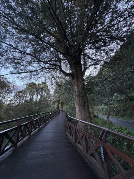 20251225塔山步道(大塔山)2970228