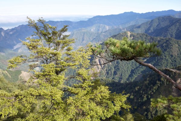 鳶嘴稍來山：晨曦與林相529070