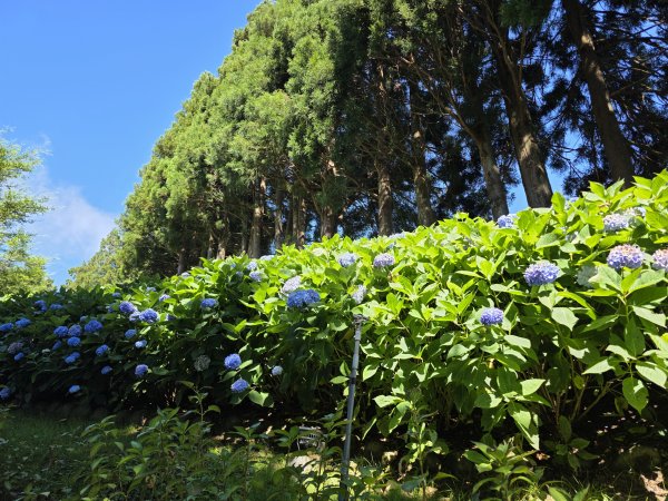 [皮皮獅探險隊-09/10] 2025_0816 野馬瞰山步道2862659