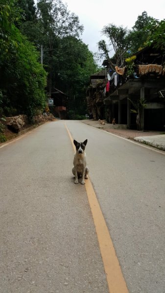 清邁：Huai Kaeo、大樹咖啡2486915