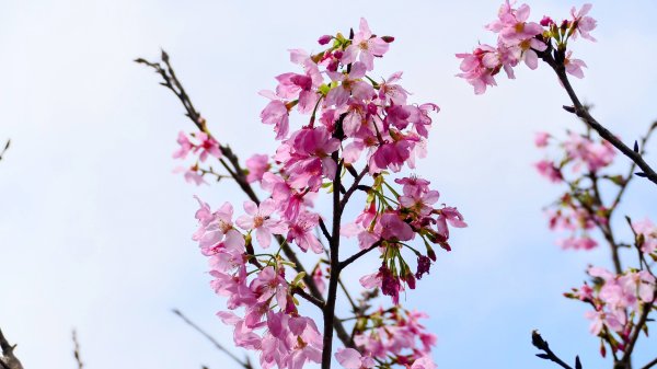 《蝶戀花。五色春深》2731654