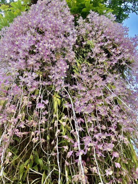 嘉義賞花趣--天宮石斛花瀑、竹崎公園花旗木    2021/4/141349454