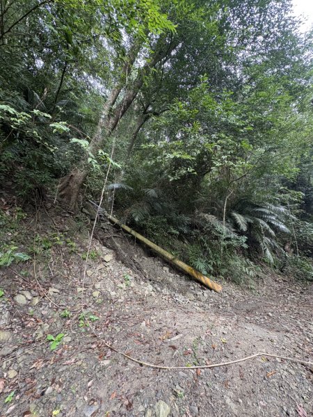 20251108西阿里關山步道(小林村東側登山口啟登)2933489