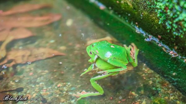 貓囒山的莫氏樹蛙293002