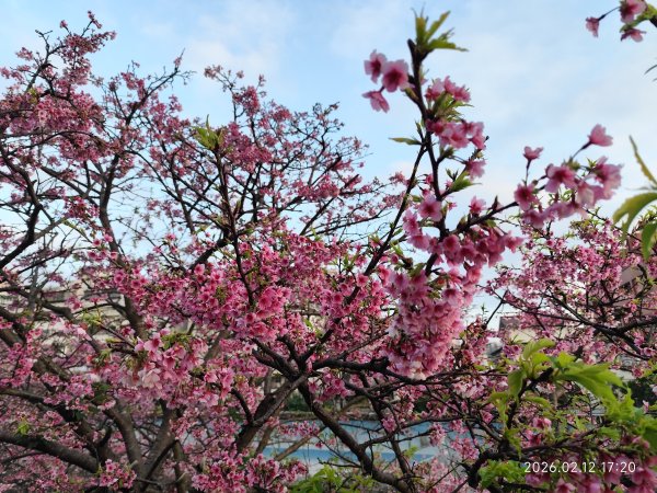 【新春賞櫻樂】平菁街42巷、宜蘭頭城火車站、二二八和平公園、東湖樂活公園3007720