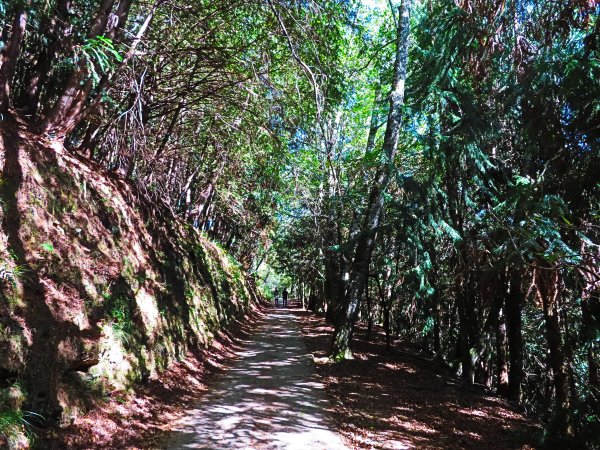 如童話般的森林步道-武陵桃山瀑布步道1190795