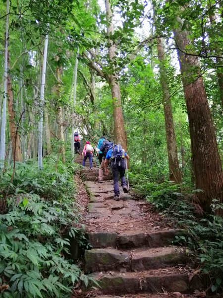 南投鹿谷~山野叢林不斷的陡上陡下~鳳凰山1098078