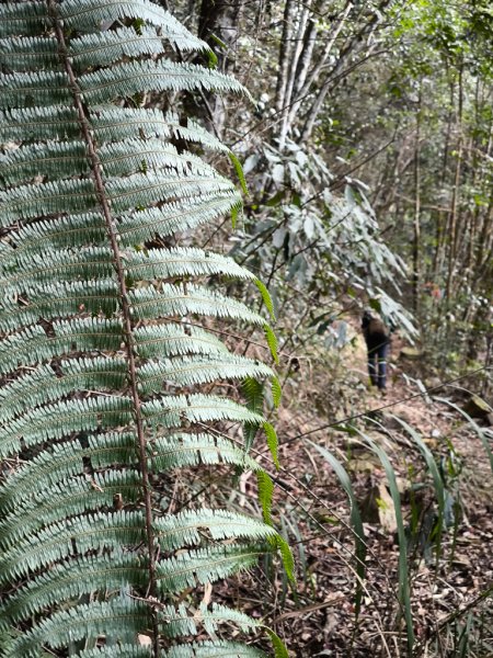 2026-01-18 埔里關刀山2989578