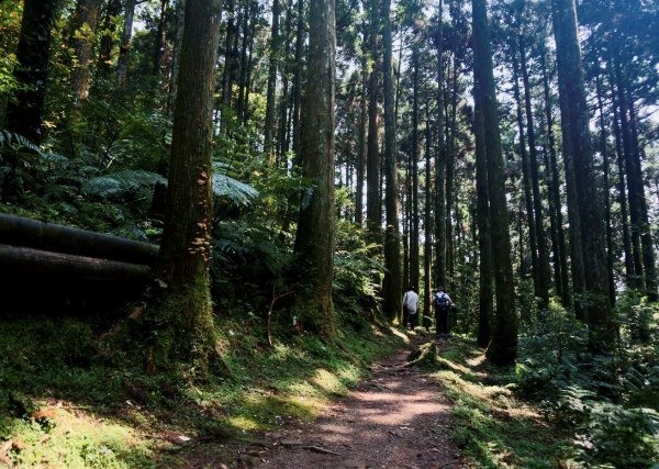 志繼山、東眼山O型1336110