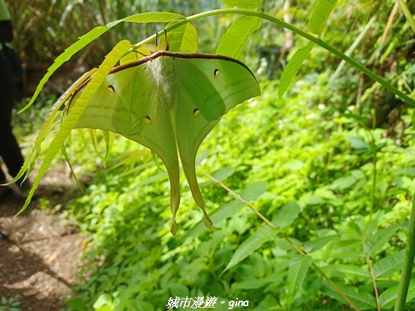 【南投信義】望鄉部落抬頭見玉山。 獵人古道連走、望美山、瓊山2274304