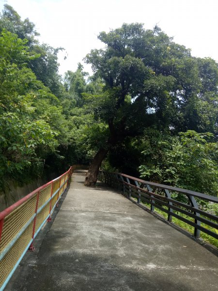 大雪山林道出雲山分桂林山+石岡電火圳生態步道1853593