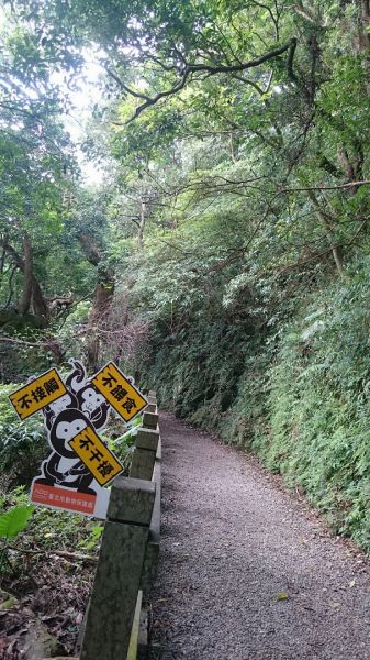天母水管路步道～台灣獼猴不期而遇315848