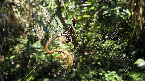 新北近郊小而美的賞景好路線野柳駱駝峰玉田古道O型2897883