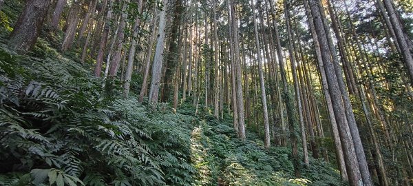 2025/12/06-光高天+南大龜+向天湖+三角湖山2957688