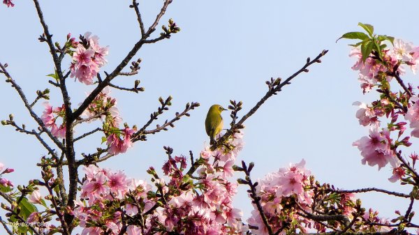 #觀音山 #日出 #天元宮 #吉野櫻 #頂湖小鎮 #紫藤 3/31