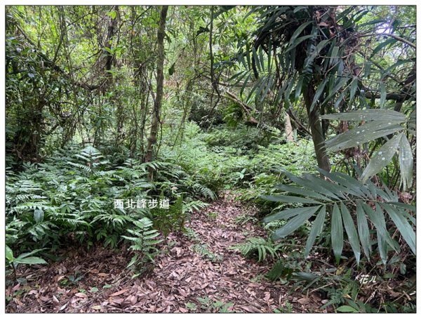 關刀山 (南入口)、關刀山西北峰 連走2804132