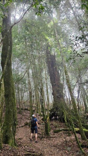 20251014雪見遊憩區 🚴‍♂️咖搭車走司馬限林道上東洗水山兩刷北坑山至大板根2916420