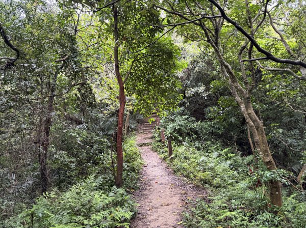 [微笑山線_第三段] 2026_0328 鳶山山系_福德坑山3025576