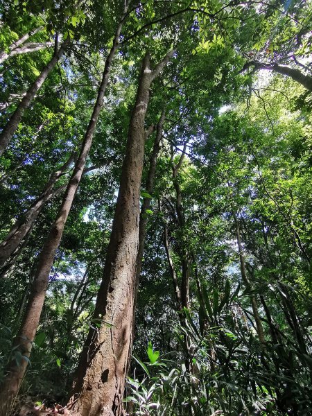 森林之木－鳥嘴山的10種樹木969872