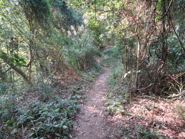 20200201-獅頭山820586