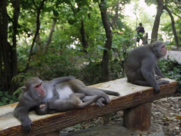 【新聞】杜絕壽山獼猴被毒死 林務局：別再餵了