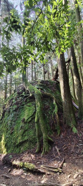 2025/04/04_加里山登山步道2755028