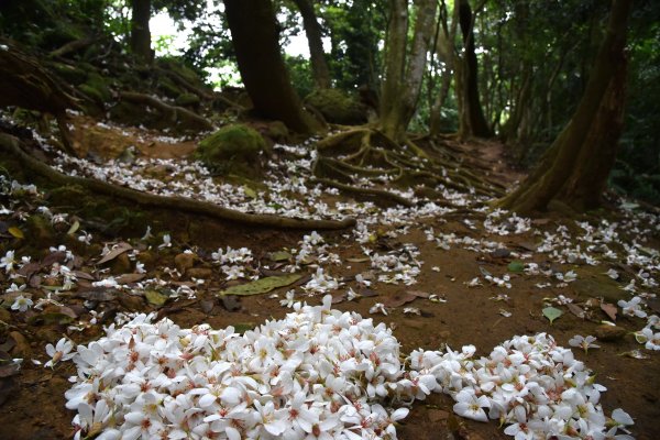 樹林大棟山／小百岳0151408543