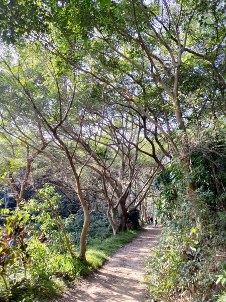 虎頭山大亂走封面